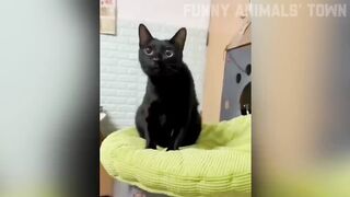 Funny Animal Videos