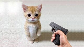 Funny cat ???? vs Gun ???? - Funny Animals ???? playing dead on finger shot Compilation || Animal Gags