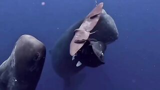 Baleias, essas majestosas criaturas dos oceanos