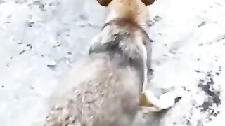 Dog funny video????????????