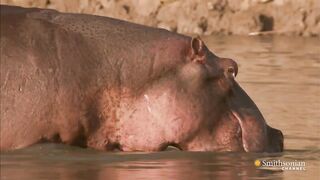 Hippo Fight!.