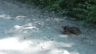 Baby Deer calls Logger Mom.