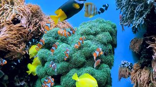 Beauty of fish underwater Relaxing music