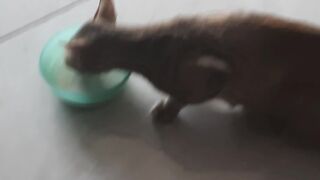 Cat drinking milk