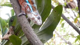 Chameleon lizard