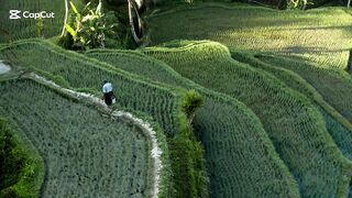 Rice Fields in Indonesia