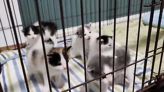 Little Kittens Hissing