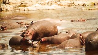 HIPPO POOL.