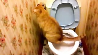 the cat Vasya pees in the toilet and cleans everything up after himself