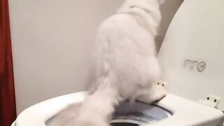 Cat slides while pooping FAIL