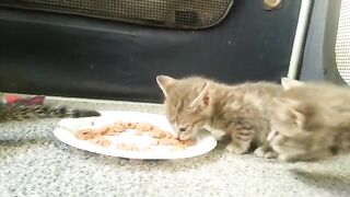 Kittens eating food for the first time