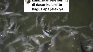 Ikan BETAH didasar kolam itu BAGUS atau TIDAK❓