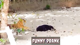 tiger and dog funny video