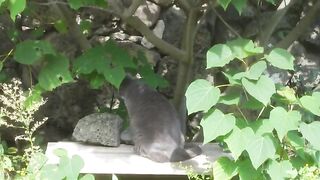 This cat is just looking at birds, but for some reason it makes me laugh.