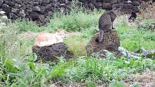 Cat on the stone