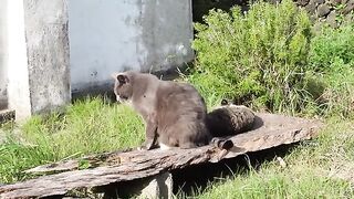 sibling bench