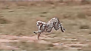 Cheetah high speed