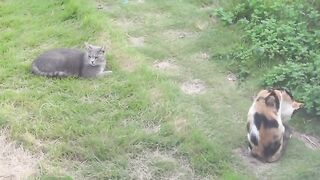 A cat who was satisfied with the meal and a cat who was not satisfied with the meal