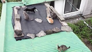 security guard on the roof