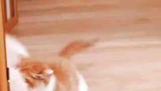 Cat funny ???? video