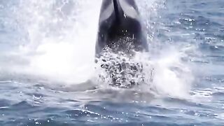 This is where Orcas belong, not in captivity or in the SeaWorld