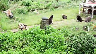 Cat and morning garden