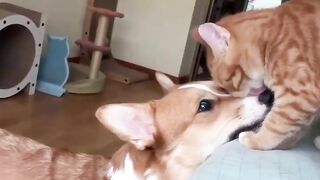 Cat with dog, story, funny: discover your most playful companion!