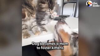 Dog Becomes Mama To A Litter Of Tiny Rescue Kittens | The Dodo