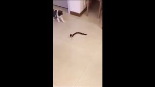 Funny animal clip