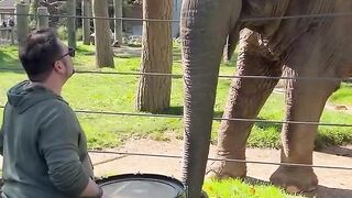 Adorable Elephant Learns to Play the Drums! #Elephants #Shorts.