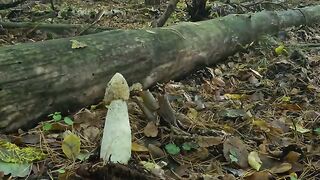 Building a Warm and Cozy Hollow for Survival, in the root of a fallen spruce. Secret cave, Bushcraft