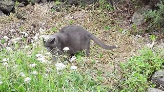 This cat is just eating grass, but for some reason it makes me laugh.