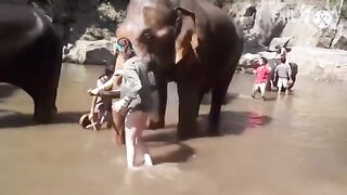 funny elephant and horse videos