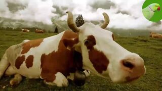 COW VIDEOS, COWS GRAZING IN A FIELD, COWS MOOING Cow Video