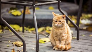 Funny Cat: Master of Laughter and Madness