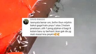 Tuh kan BERHASIL❗Makanya budidaya lele itu pakai akal sehat jangan pakai NAFSU