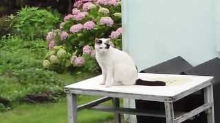 cat and hydrangea