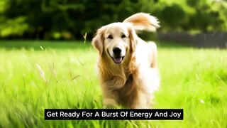 A_golden_retriever_jumping_in_the_lush_green_grass