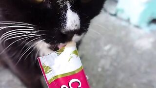 Cat eating Japanese churu for the first time