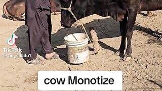 Monetize cow