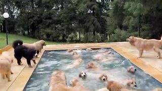 Golden retrievers pool party baby