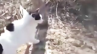 A pack of cats attacked a dog