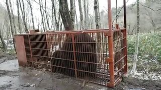 brown bear capture