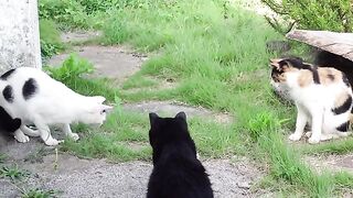 Insect chasing cat