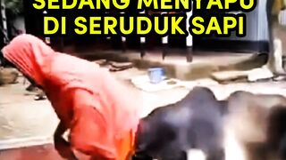 Seorang wanita di tabrak sapi