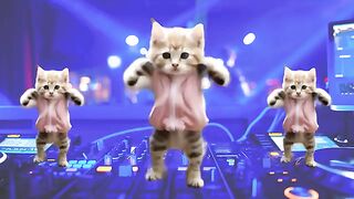 ????Cat videos funny dance