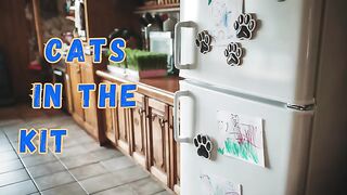 ????Cats Cooking in the Kitchen ????????- Funny Cats Doing Human Things