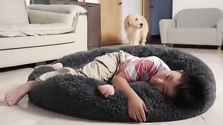 Sleeping in a Golden Retriever's Bed |