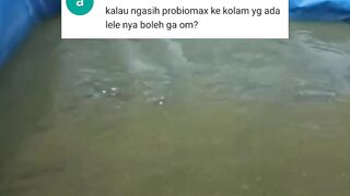 Kalau ngasih PROBIOMAX kekolam yang sudah ada ikan lele nya BOLEH gak❓