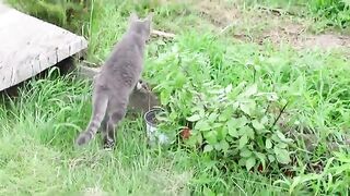 Cat and summer field